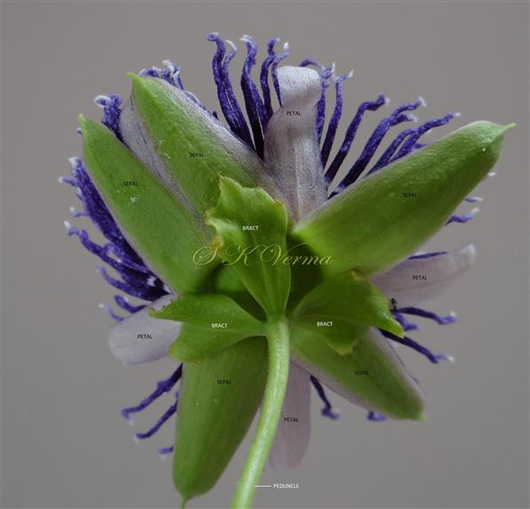  Flower (Lower view)